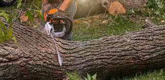 Erwinville, LA  Tree Services Company